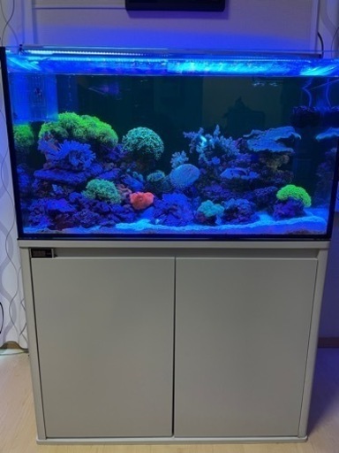 【ジャンク品】オーバーフロー水槽セット　水槽　オルカ　90 海水　サンゴ