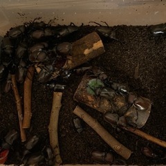 カブト虫欲しい方差し上げます