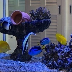 海水魚　ナンヨウハギ