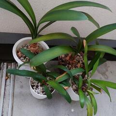 観葉植物・クンシランの画像