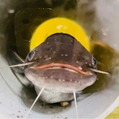 お魚譲ってください！