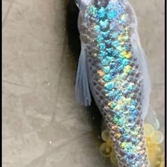 メダカ仲間募集！　グループを作りたい！