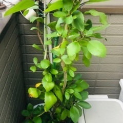 西表島マザーリーフ