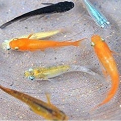 メダカグループ作りたいです！