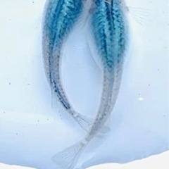 メダカグループ作りたいです！の画像