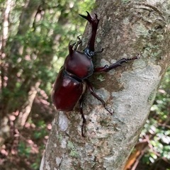 〜　国産カブトムシ・クワガタ♂大量　イベント等に〜