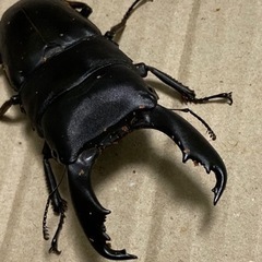 スラウェシオオヒラタクワガタ　ペア NO2