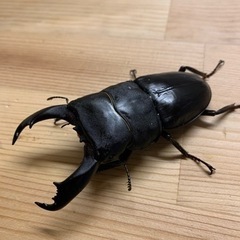 テイオウヒラタクワガタペア　その3