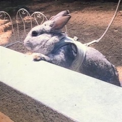 ミニウサギ 里親募集   (3才の男の子)