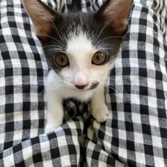 模様がかわいい白黒猫♀里親様決まりました