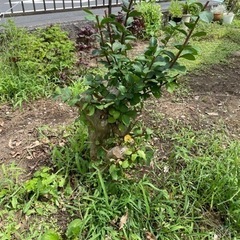 【百日紅】白い花のサルスベリの木