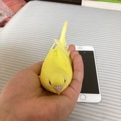 手乗りヒナ  セキセイインコ 