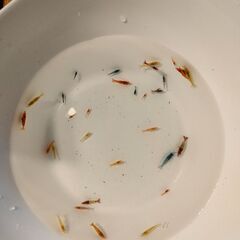 チェリーシュリンプ10匹＋α(ルリー、オレンジ、イエロー、ブルー)４色＋ウィローモス＆マツモを気持ちお付けします。の画像