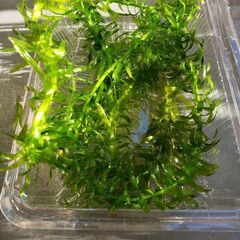 アナカリス 差し上げます (メダカ水槽で育ちました)の画像