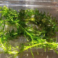 アナカリス 差し上げます (メダカ水槽で育ちました)の画像