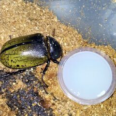 モロンオオカブト♀　成虫の画像