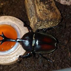 ８、カブトムシ　オスとメス

ペアセット