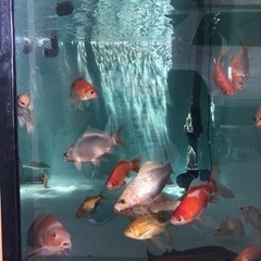 金魚、ヒレナガ錦鯉の画像