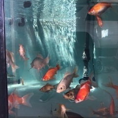 金魚、ヒレナガ錦鯉の画像