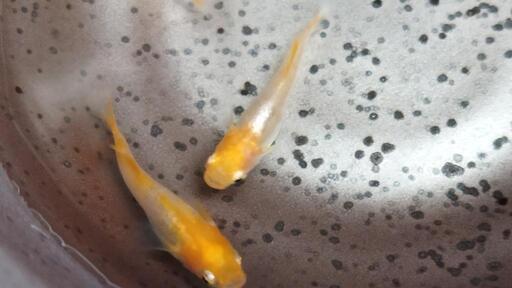 メダカ　プラチナ牡丹　成魚１ペア