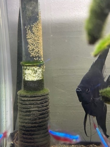 《最終値下げ》熱帯魚一式セット 受け渡し可能日 8月20以降