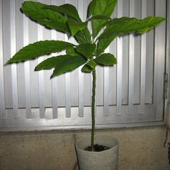 アボガド苗木　大きめ　トロピカルフルーツの苗　観葉植物