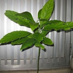 アボガド苗木　大きめ　トロピカルフルーツの苗　観葉植物の画像