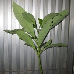 アボガド苗木　大きめ　トロピカルフルーツの苗　観葉植物の画像