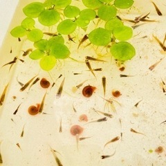 ②夏休みの自由研究に🗒メダカ飼育セット！発泡ケース付き
