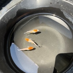 めだか100円から