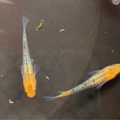 鯉　メダカ　ウーパールーパーの画像