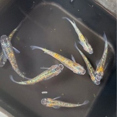 鯉　メダカ　ウーパールーパーの画像