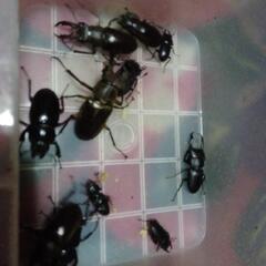 天然採集！クワガタ虫　無料で差し上げます。