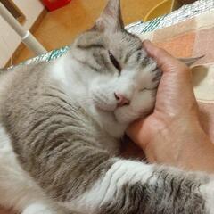😸大きな猫が好きな方いませんか？ 