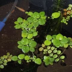 アマゾンフロッグピット 差し上げます (メダカ水槽で育ちました)の画像