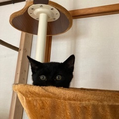 黒猫君の里親さん募集！