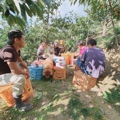 柿の収穫❗️初心者歓迎❗️の画像
