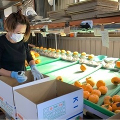 柿の収穫❗️初心者歓迎❗️の画像