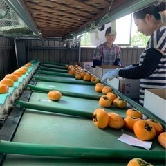 柿の箱詰め作業❗️ 応募翌日から仕事可能です❗️の画像