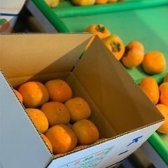 柿の箱詰め作業❗️ 応募翌日から仕事可能です❗️の画像