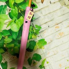 和桜　傘　ピンク　浮き出る桜の花びら