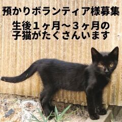 子猫や成猫の預かり様、送迎ボランティア様を募集です🐱 - 草津市