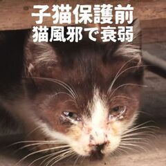 子猫や成猫の預かり様、送迎ボランティア様を募集です🐱 - ボランティア