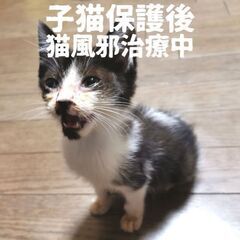 子猫や成猫の預かり様、送迎ボランティア様を募集です🐱 − 滋賀県