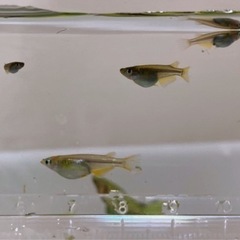 黒茶系メダカ雑種（ヒレ黄色）