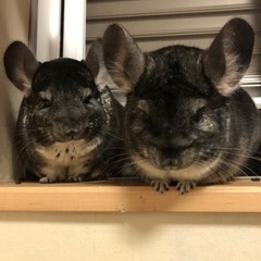 チンチラ - その他