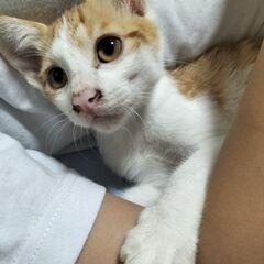 里親募集