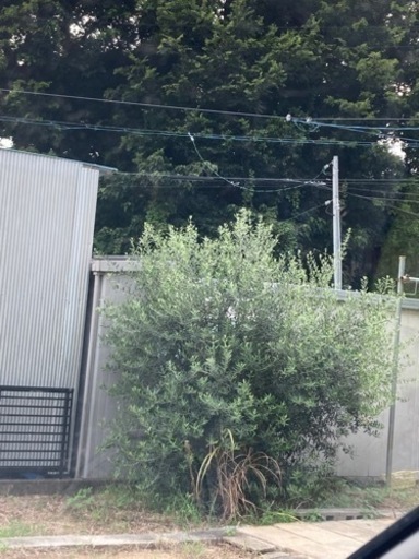 【新規】オリーブの木11月に取りに来れる方