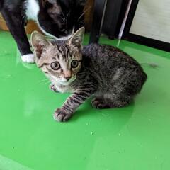 キジトラ兄妹(=^・・^=)女の子は決定