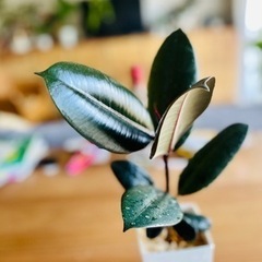 27) 決まりました！値下！空気清浄樹♪人気の観葉植物フィカス！...